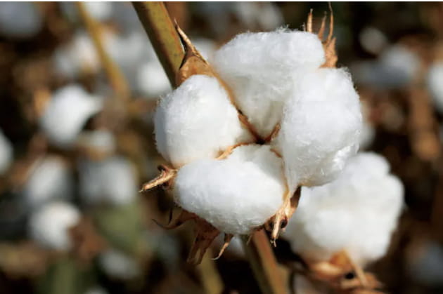 オーガニックコットンの画像