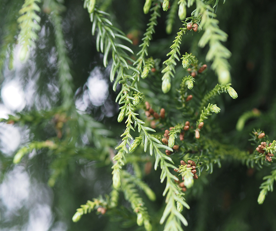 台灣精油 柳杉葉 Cryptomeria Japonica Leaf
