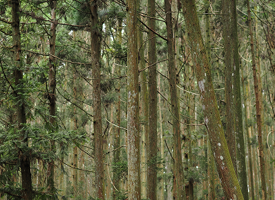 台灣精油 柳杉葉 Cryptomeria Japonica Leaf