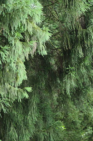 台灣精油 柳杉葉 Cryptomeria Japonica Leaf