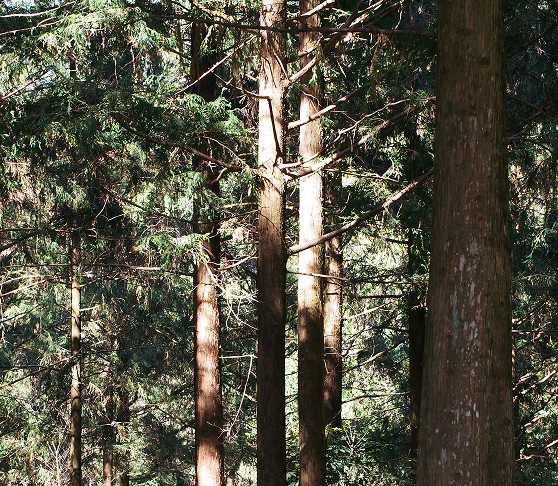 臺灣杉 Taiwania