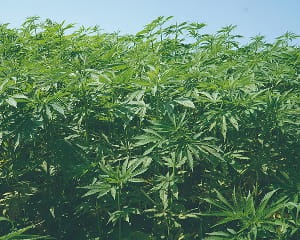 降低栽培對環境的負擔