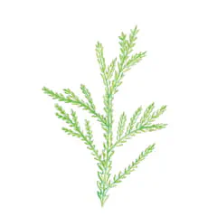 ミント＆ウッド