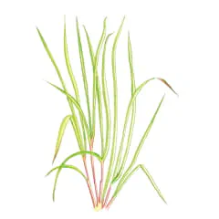 ハーブ＆フラワー