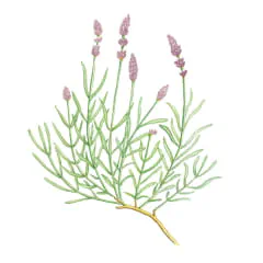 ハーブ＆フラワー