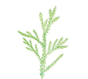 ミント＆ウッド