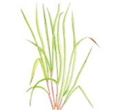 ハーブ＆フラワー