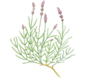 ハーブ＆フラワー